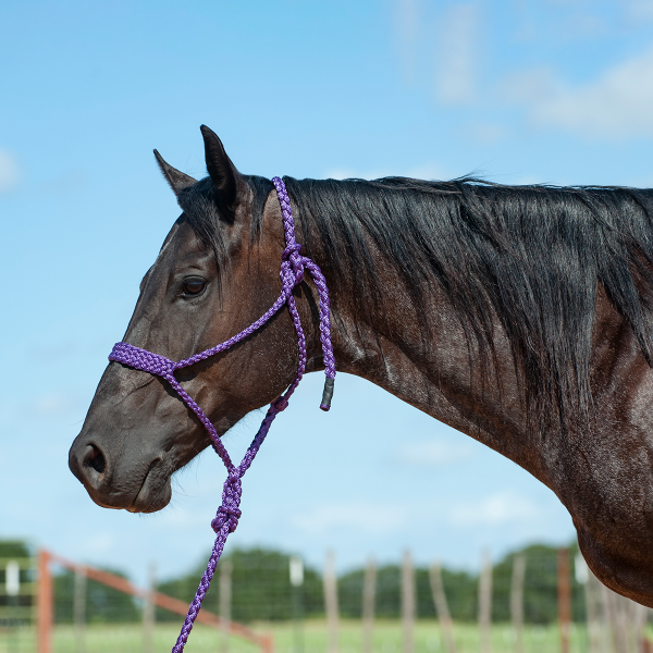 Cashel Flat Braid Halter & Leadrope Fashion