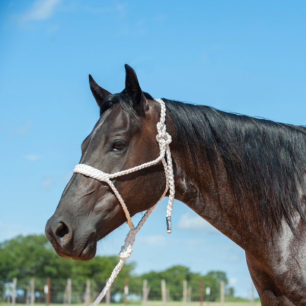 Cashel Flat Braid Halter & Leadrope Fashion