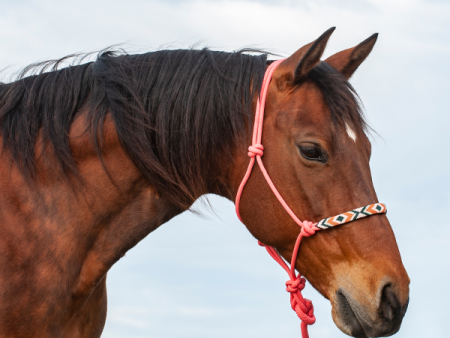 Cashel Beaded Rope Halter & Leadrope Fashion