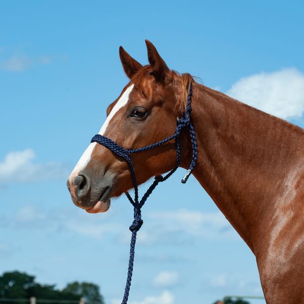 Cashel Flat Braid Halter & Leadrope Fashion