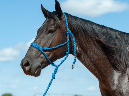 Cashel Flat Braid Halter & Leadrope Fashion