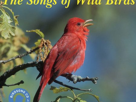 The Songs of Wild Birds For Sale