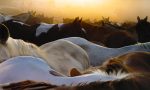 Horses at Dawn - Jenny Okun Online