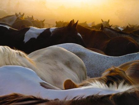 Horses at Dawn - Jenny Okun Online