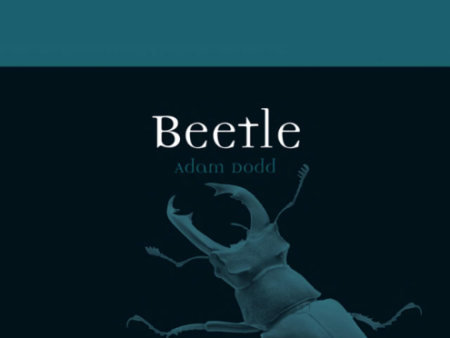 Beetle Fashion