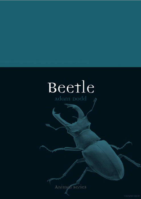 Beetle Fashion